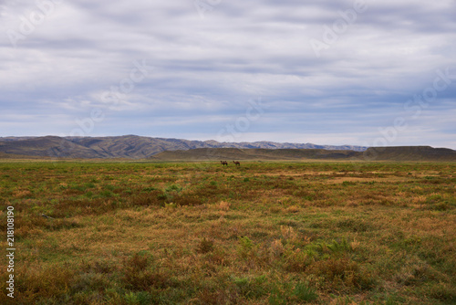 Background of dry grass and blue sky. Beautiful landscape of safari and wild camels walking in the savannah. Landscape. View on plain against cloudy sky background. The concept of exotic tourism.