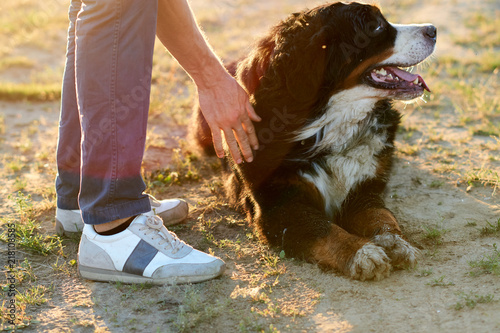 sennenhund dog Outdoors. in the setting sun the owner strokes the tired dog photo