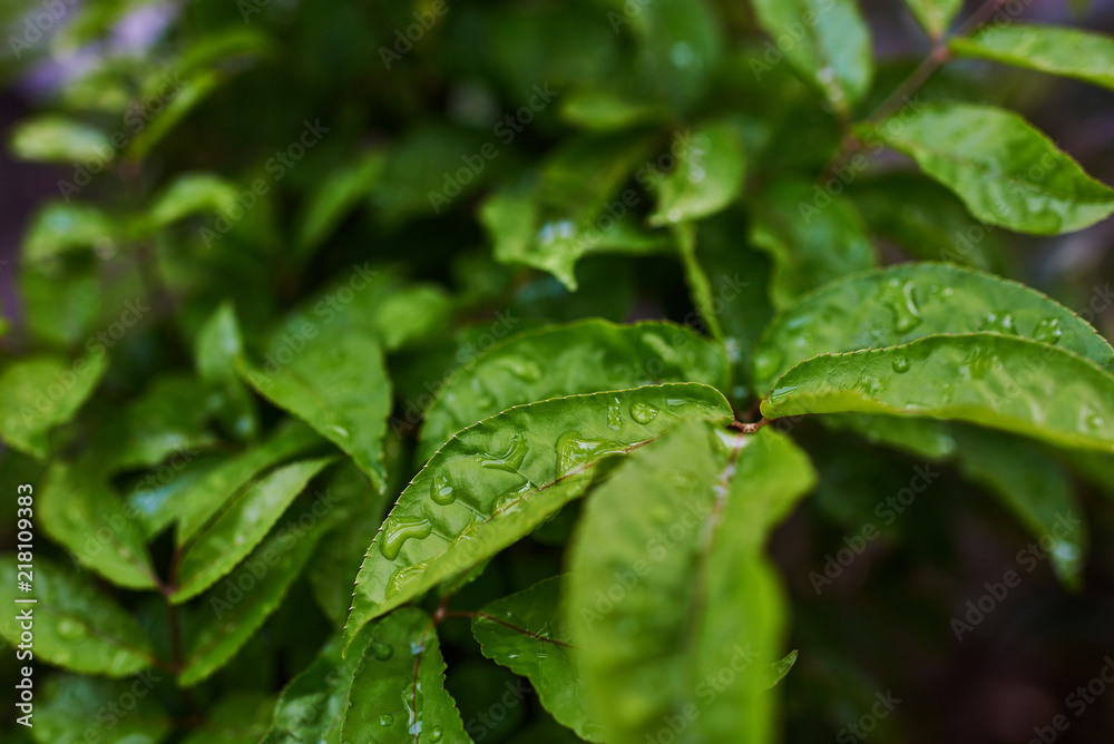 Leaves of tropical plants with rain drops in shade garden. Tropical leaf texture, nature foliage, green texture, nature background, tropical leaf, large foliage. Leaves in natural light and shadow. Leaves of tropical plants with rain drops in shade garden. Tropical leaf texture, nature foliage, green texture, nature background, tropical leaf, large foliage. Leaves in natural light and shadow.