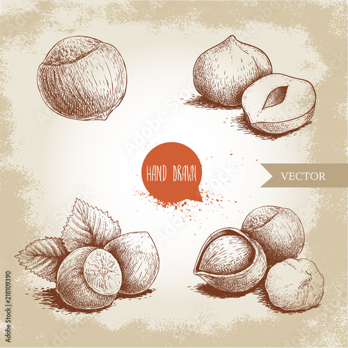 Hazelnuts set. Whole, peeled, sigles and groupwith leaves. Hand drawn sketch style illustrations collection. Vector drawings idolated on old background. photo