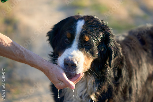 drinks water from the rivers of the host