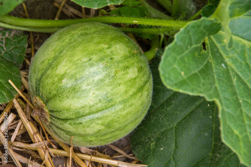 cantaloup melon growing in the garden