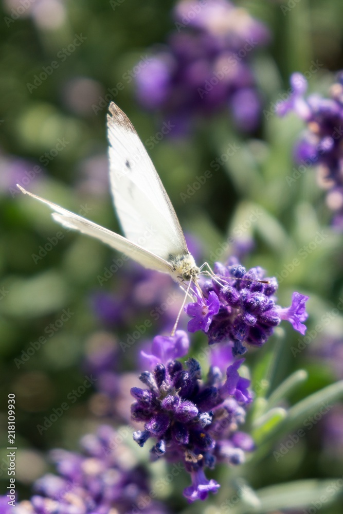 Buttefly on lavender flower. Slovakia Buttefly on lavender flower. Slovakia