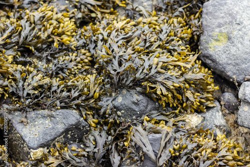 Algen bei Ebbe im Wattenmeer