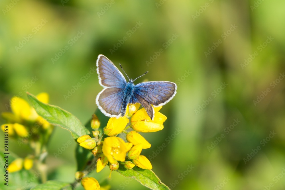 Fototapeta premium Butterfly on flower. Slovakia