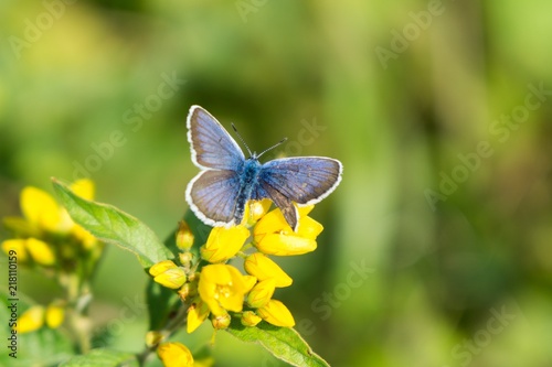Butterfly on flower. Slovakia © Valeria