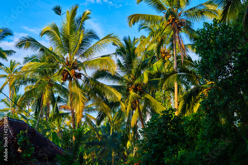 Nature background. A beautiful crown palm trees against a tropical bright blue sky with clouds. Wallpaper, summer holiday, vacation concept. Palm trees at tropical coast, coconut tree, summer tree.