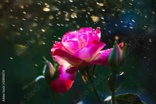 rose flower © artem