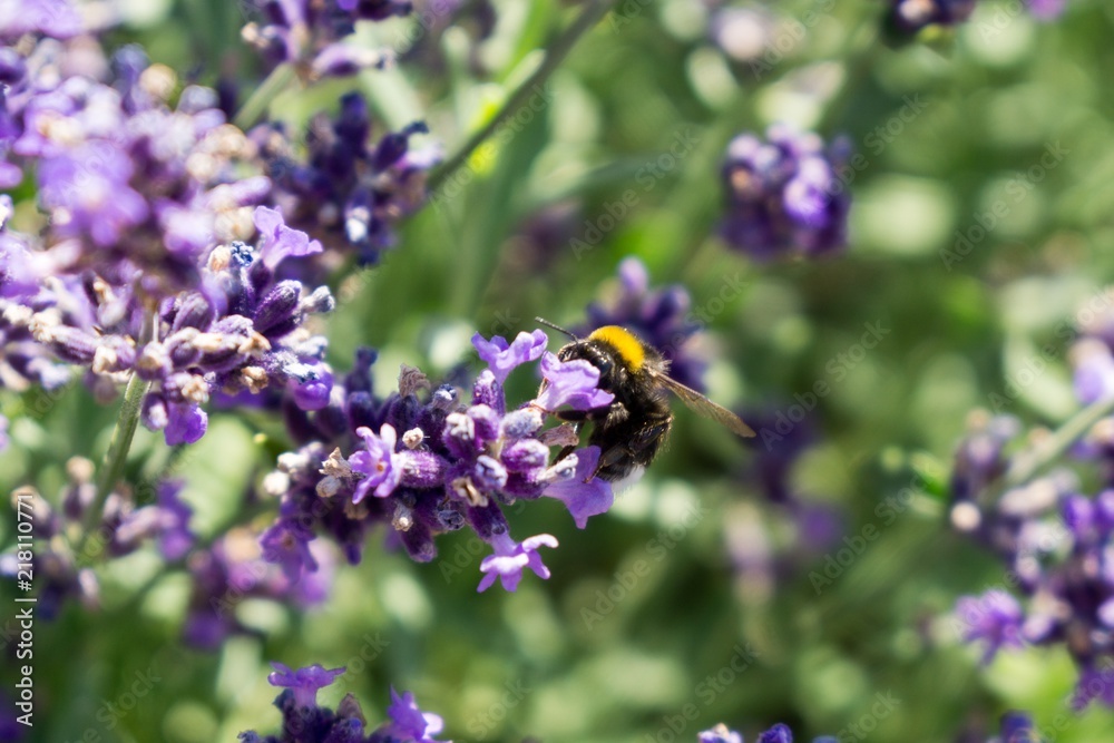 Bumblebee on lavender flower. Slovakia Bumblebee on lavender flower. Slovakia