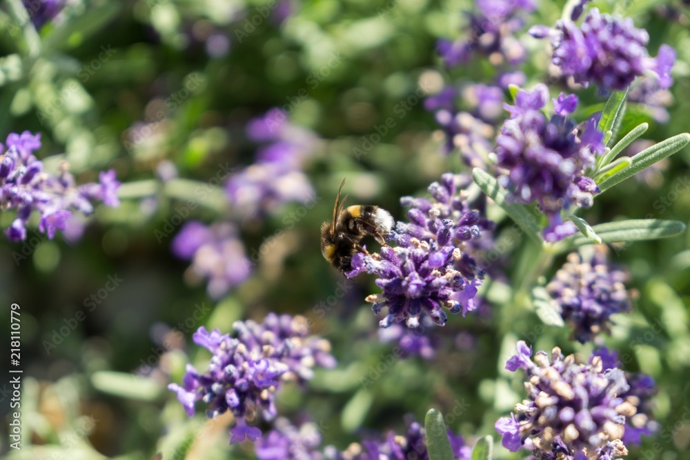 Bumblebee on lavender flower. Slovakia Bumblebee on lavender flower. Slovakia