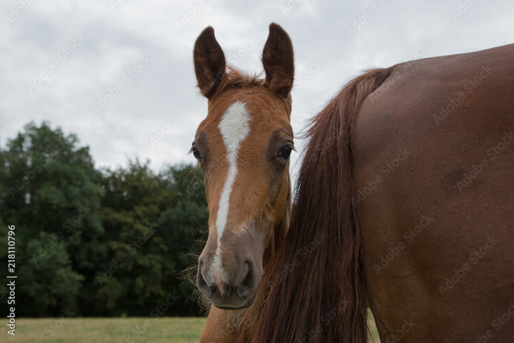 Obraz premium Fohlen schaut hinter seiner Mutter in die Welt