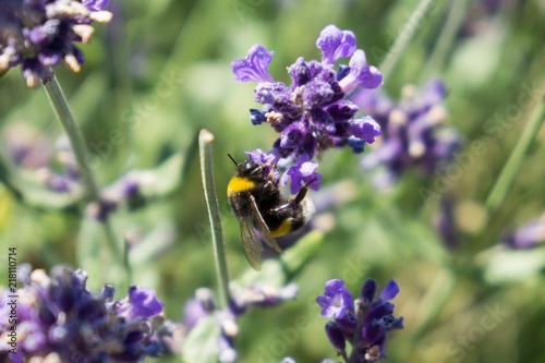 Bumblebee on lavender flower. Slovakia