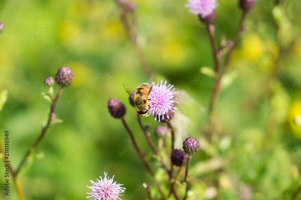 Honey bee on flower. Slovakia Honey bee on flower. Slovakia