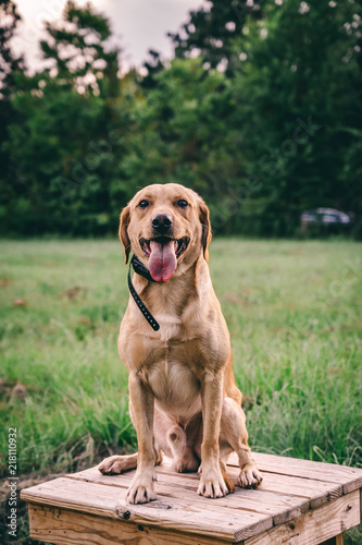 yellow lab