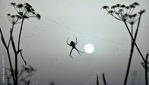 Backlit argiope spider on the cobweb amidst the plants at dawn