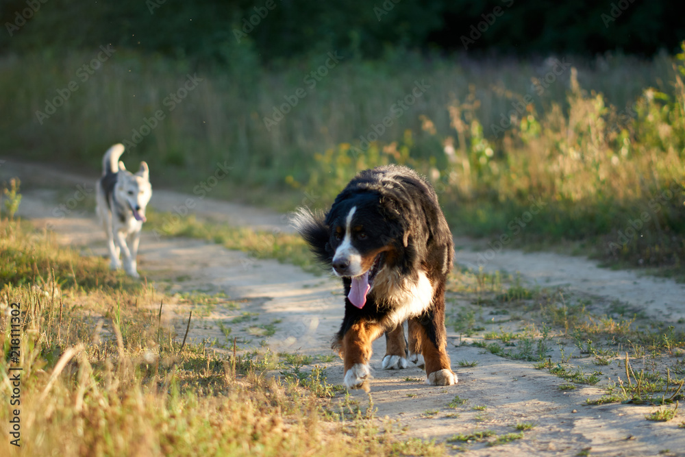 two dogs are running along the road