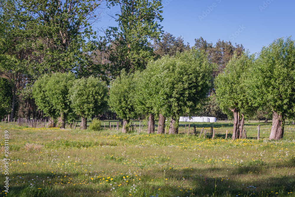 Willows on a meadow in Masovian Voivodeship of Poland