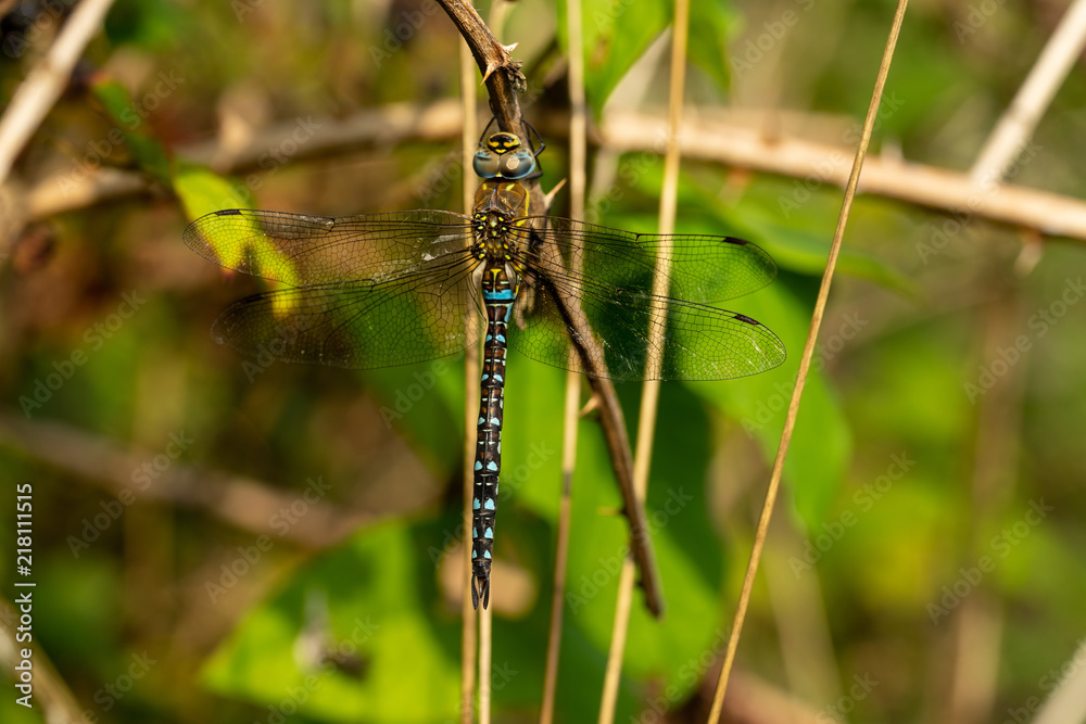 Macro close up of a dragonfly, migrant hawker, green and blue, sitting on a branch of a bramble bush