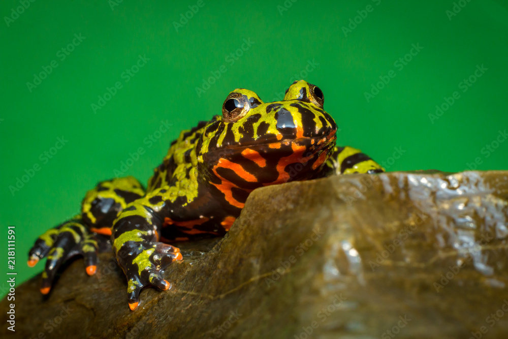 Fototapeta premium Fire Bellied Toad