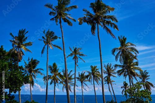 Coconut palm and beautiful tropical beach. Tall palm trees in a row at untouched tropical beach. Palm trees against blue sky at tropical coast. Travel  summer and vacation concept. Beauty world.