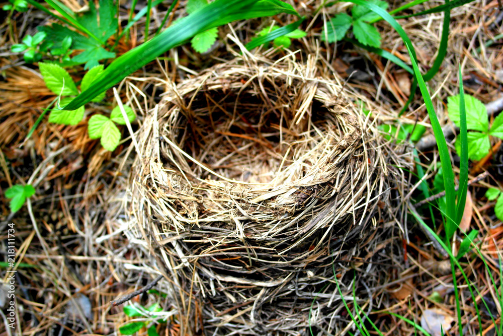 fallen nest for birds and their Chicks. abandoned bird house in the woods. fallen nest for birds and their Chicks. abandoned bird house in the woods.