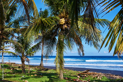 Fototapeta Naklejka Na Ścianę i Meble -  Coastline with palm trees on the tropical island. Remote, wild and unexplored beach kept in its natural state with transparent bright blue water and black sand. Fallen coconuts on the green grass...