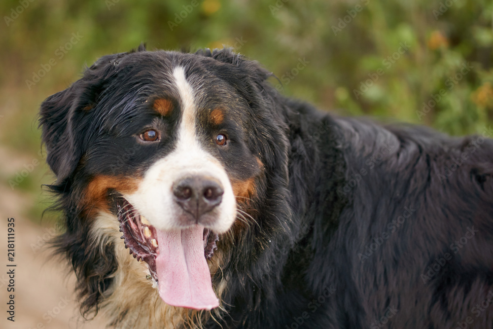 sennenhund dog portrait in nature with sticking out tongue