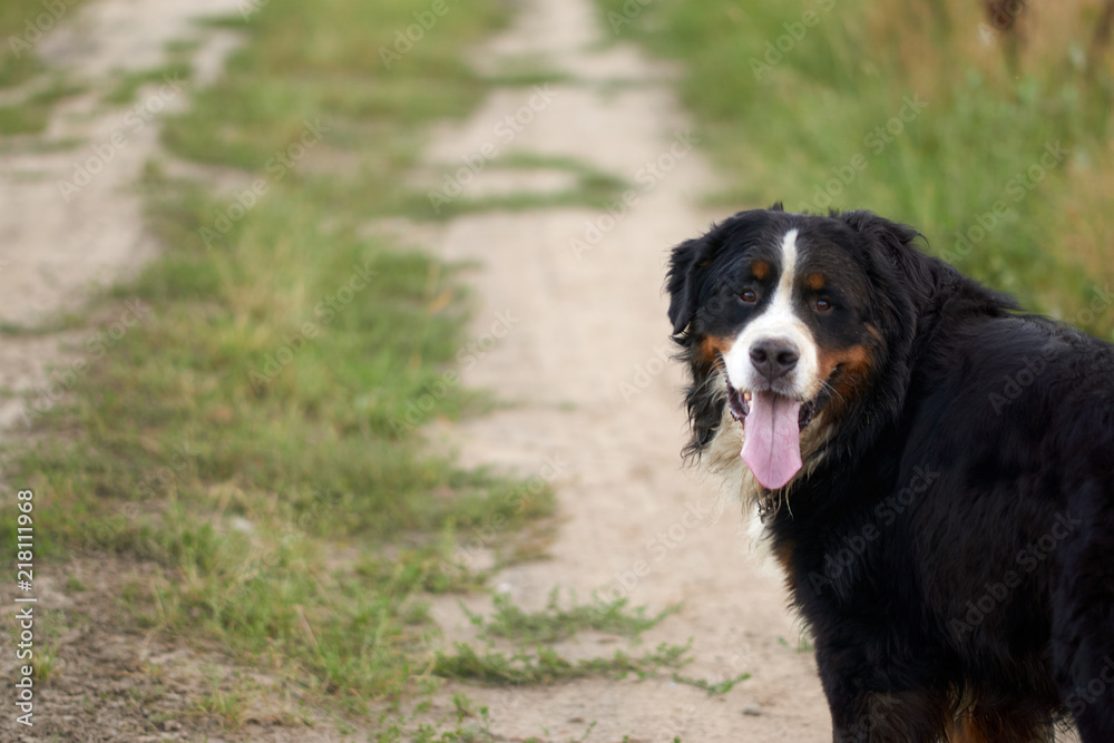 sennenhund dog portrait in nature with sticking out tongue sennenhund dog portrait in nature with sticking out tongue