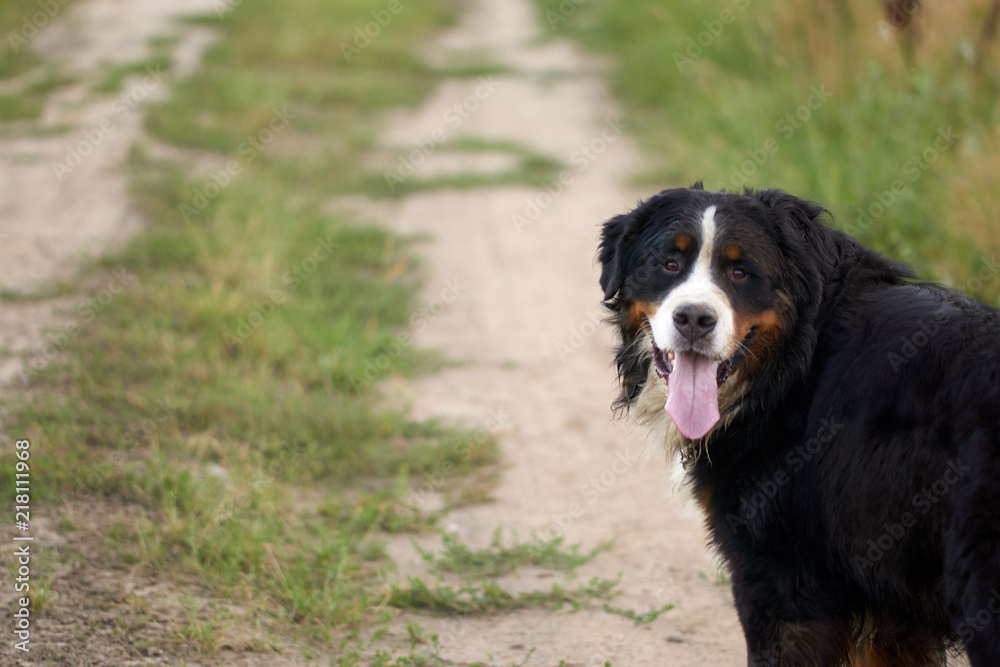 sennenhund dog portrait in nature with sticking out tongue