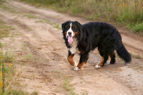 sennenhund dog portrait in nature with sticking out tongue