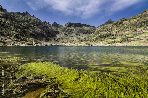 Vegetación acuática en la laguna grande de Gredos, Avila