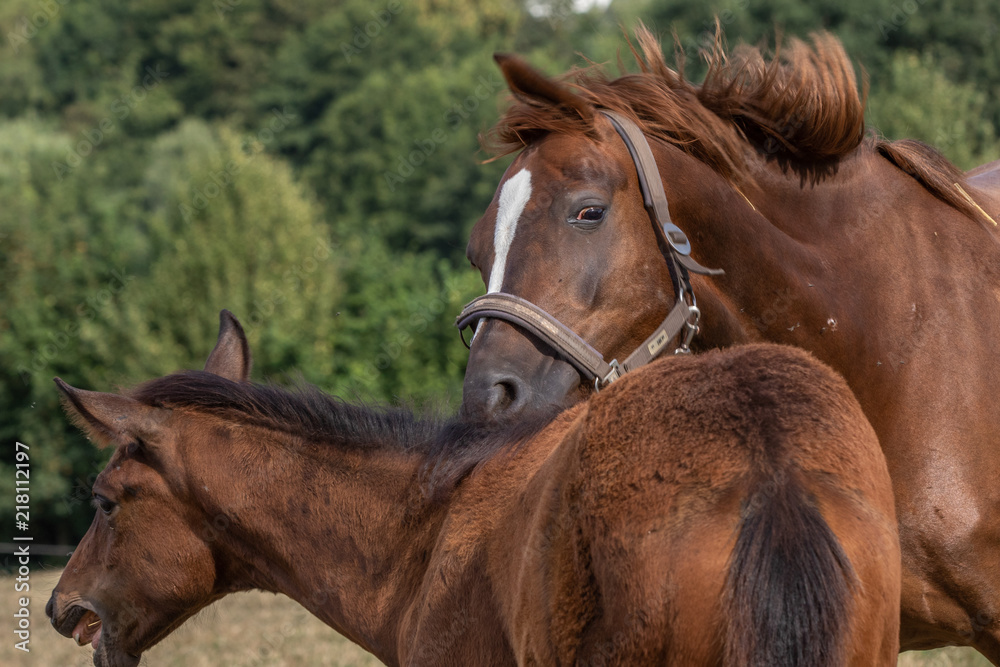 Fototapeta premium Zurechtweisung