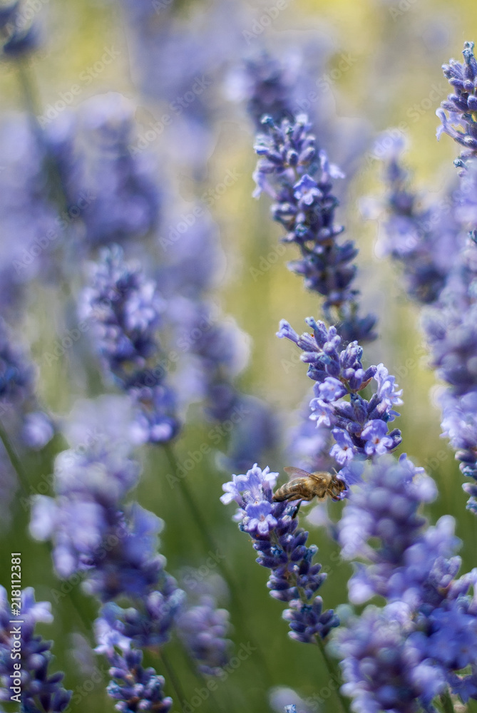 A single bee flying between lavender flowers A single bee flying between lavender flowers