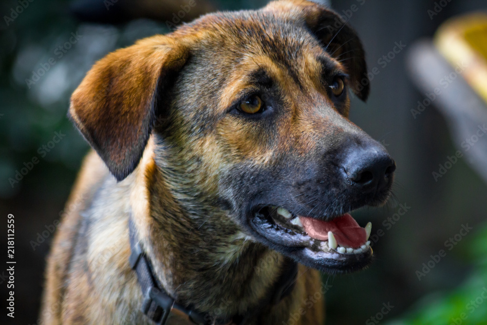 Anatolian Shepherd Dog Anatolian Shepherd Dog