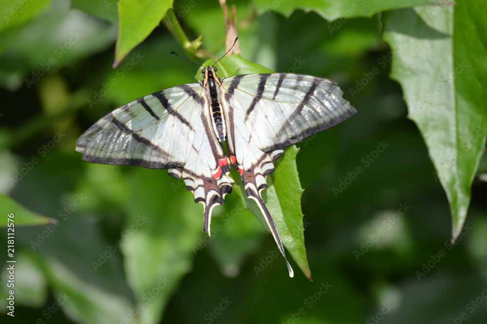 Obraz premium Butterfly in the garden