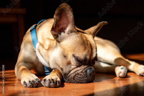 Sad Fawn French Bulldog lying in the sun on a lazy Sunday © Raymond