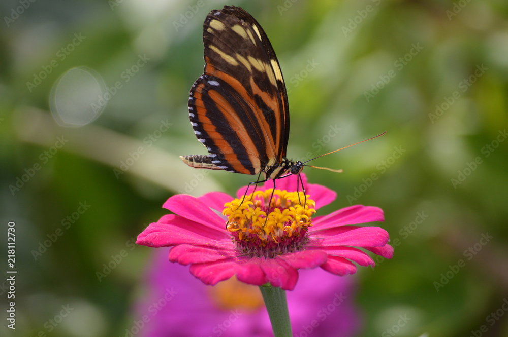 Fototapeta premium Butterfly in the garden