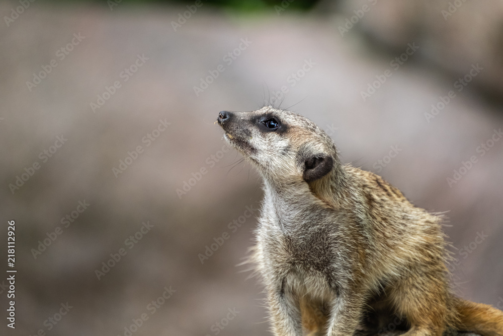 Fototapeta premium Meerkat looks up interested and expects food.