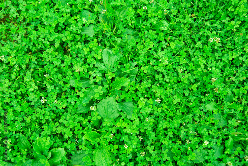 Carpet of green Irish clover with plantain. Green background of grass with clover and plantain. Carpathian herbs. Beautiful background of lush green highland. Carpet of green Irish clover with plantain. Green background of grass with clover and plantain. Carpathian herbs. Beautiful background of lush green highland.