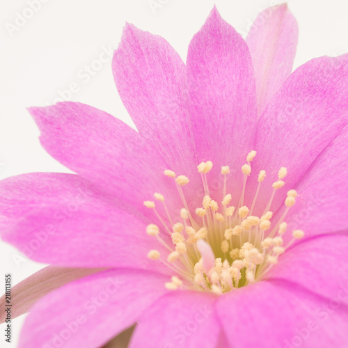 Blooming Of Pink Lobivia Cactus