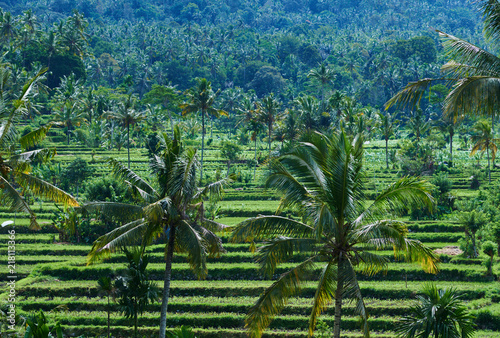 Rice terraces in the Bali Indonesia. Green rice fields terraces on the mountain. Rice cultivation. Balinese landscapes. Rice farming on mountains. Concept of travel.