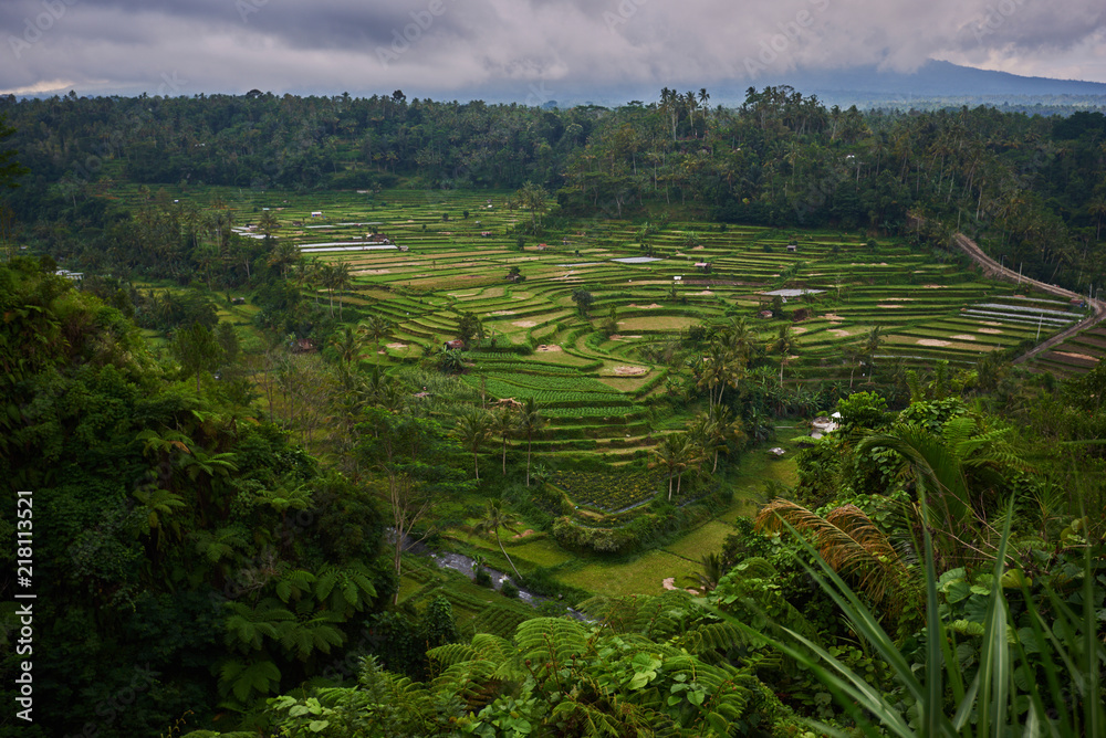 Landscape, terraced rice field surrounded by tropical forest. Plantation, farm. An organic asian farm and agriculture. Lush green  fields of the countryside. Nature and landscape.