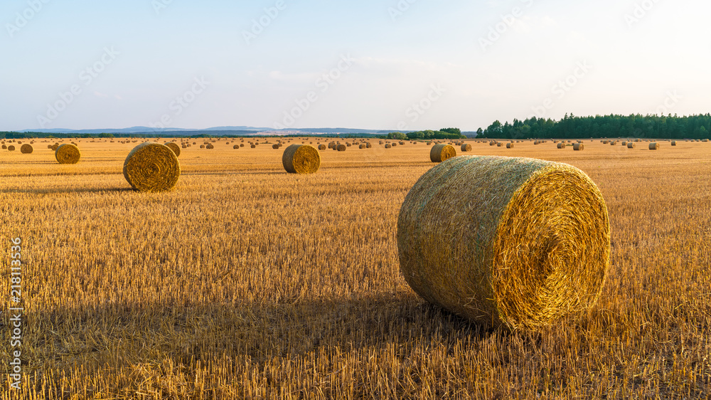 Sunlit landscape with many straw bales on a gold stubble field. Summer rural farmland after grain harvesting. Natural agricultural background. Blue sky, forest and distances on the horizon.