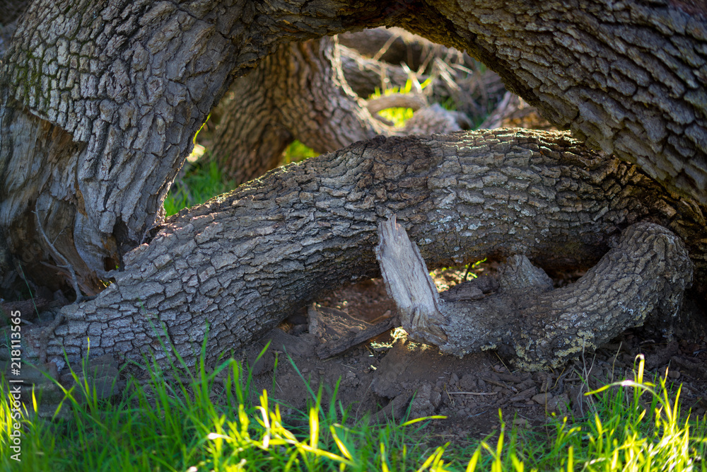 Strange style woods stand in the grass. Memory, little.