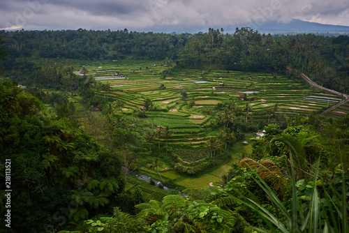 Landscape, terraced rice field surrounded by tropical forest. Plantation, farm. An organic asian farm and agriculture. Lush green fields of the countryside. Nature and landscape.