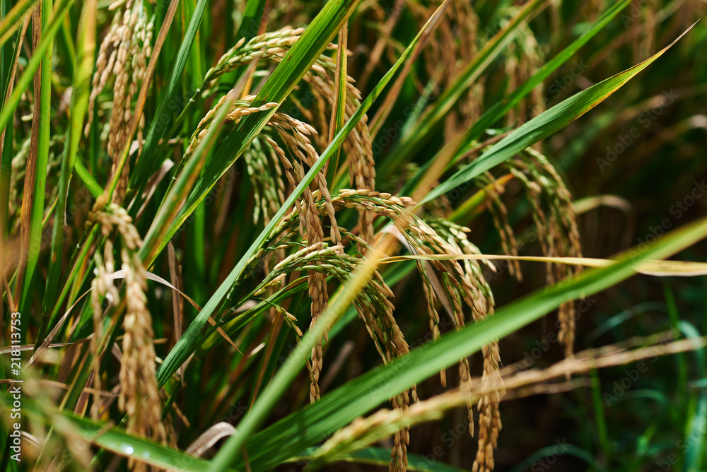 Agriculture. Harvesting time. Farm, paddy field. Rice spikes in a golden rural area. Well ripened crop. Mature harvest. Ripening field, close up, selective focus. Lush gold fields of the countryside. Agriculture. Harvesting time. Farm, paddy field. Rice spikes in a golden rural area. Well ripened crop. Mature harvest. Ripening field, close up, selective focus. Lush gold fields of the countryside.
