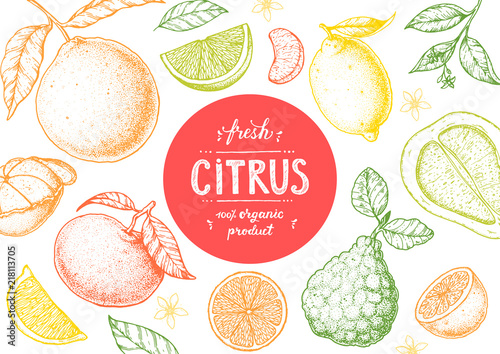 Citrus sketch collection. Hand drawn vector illustration. Organic food, citrus design template. Engraving illustration.