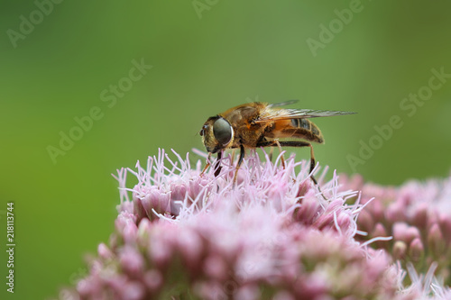 Hoverfly on a flower © UniquePhotoArts