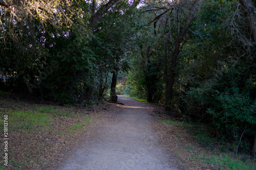 Hiking trail in the park in spring