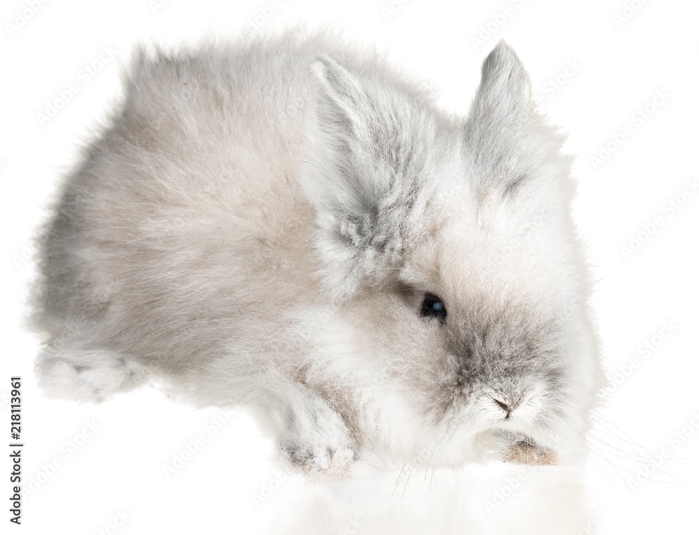 Fluffy White Rabbit